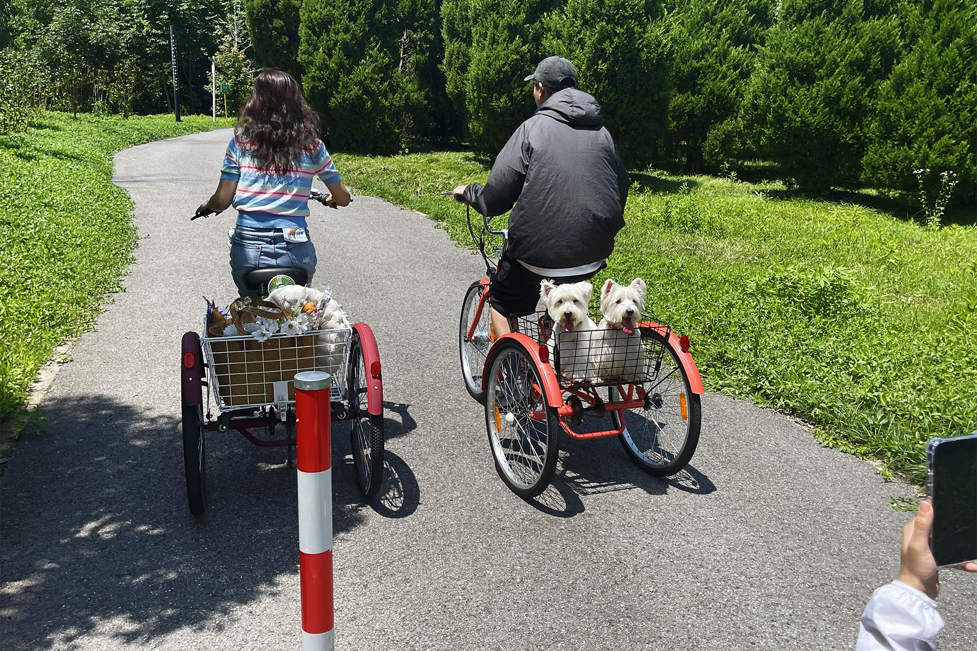 How to Bike With Your Dog